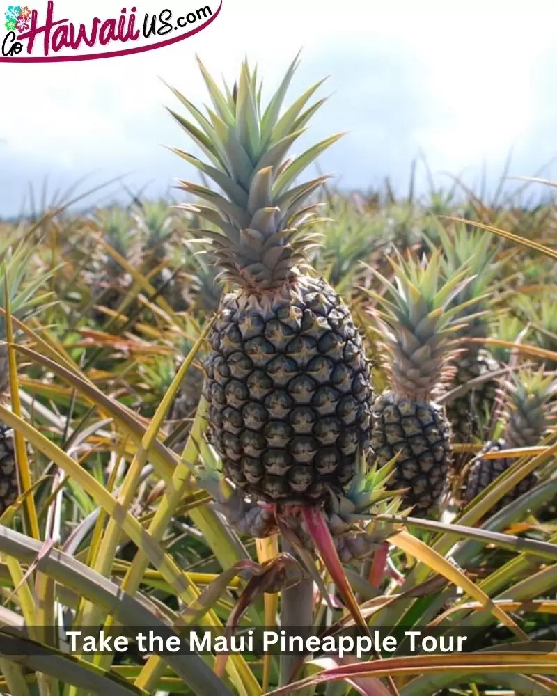 Take the Maui Pineapple Tour