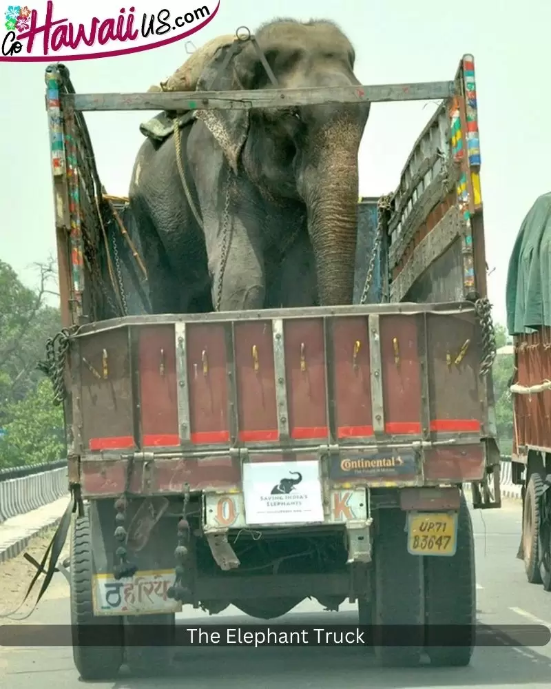 The Elephant Truck