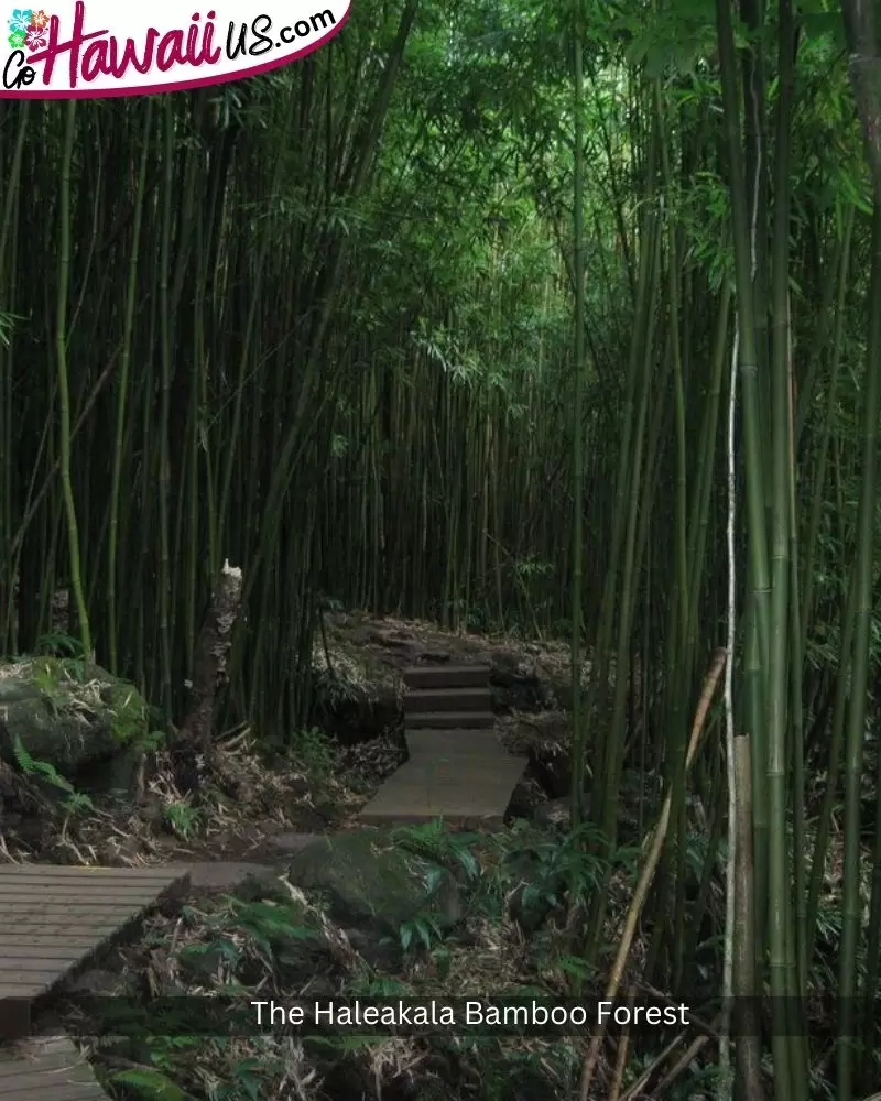 The Haleakala Bamboo Forest