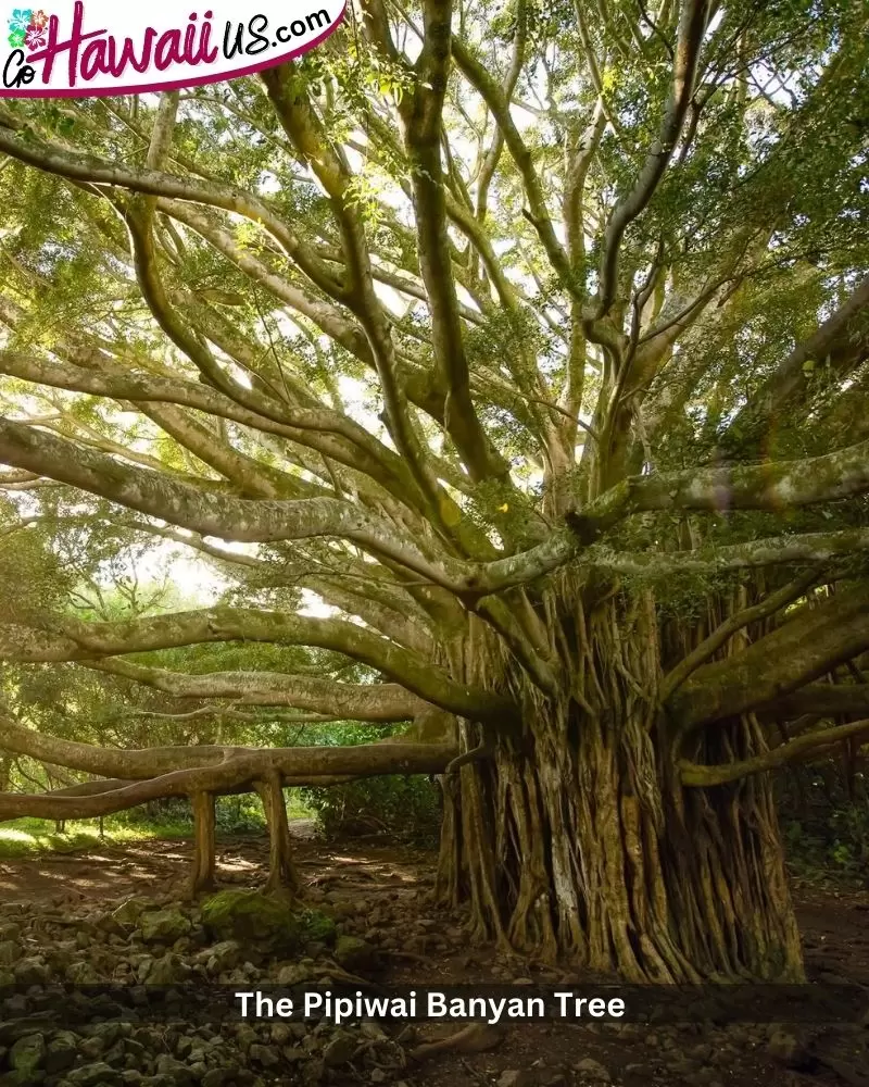 The Pipiwai Banyan Tree