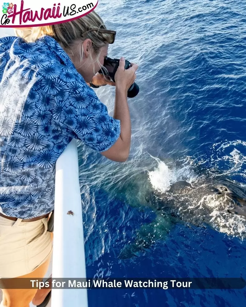 Tips for Maui Whale Watching Tour