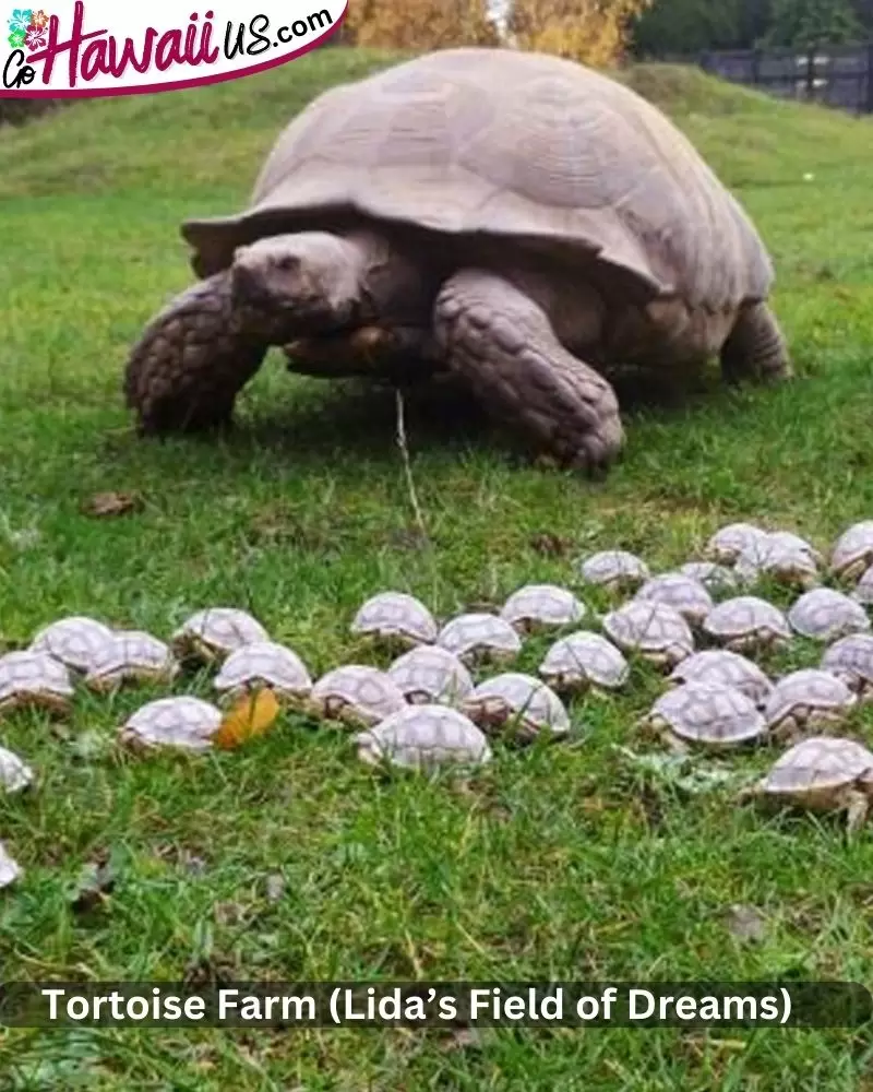 Tortoise Farm (Lida’s Field of Dreams)