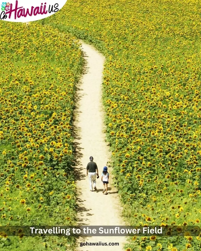 Travelling to the Sunflower Field 