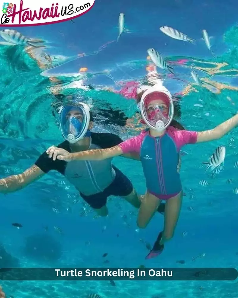 Turtle Snorkeling In Oahu