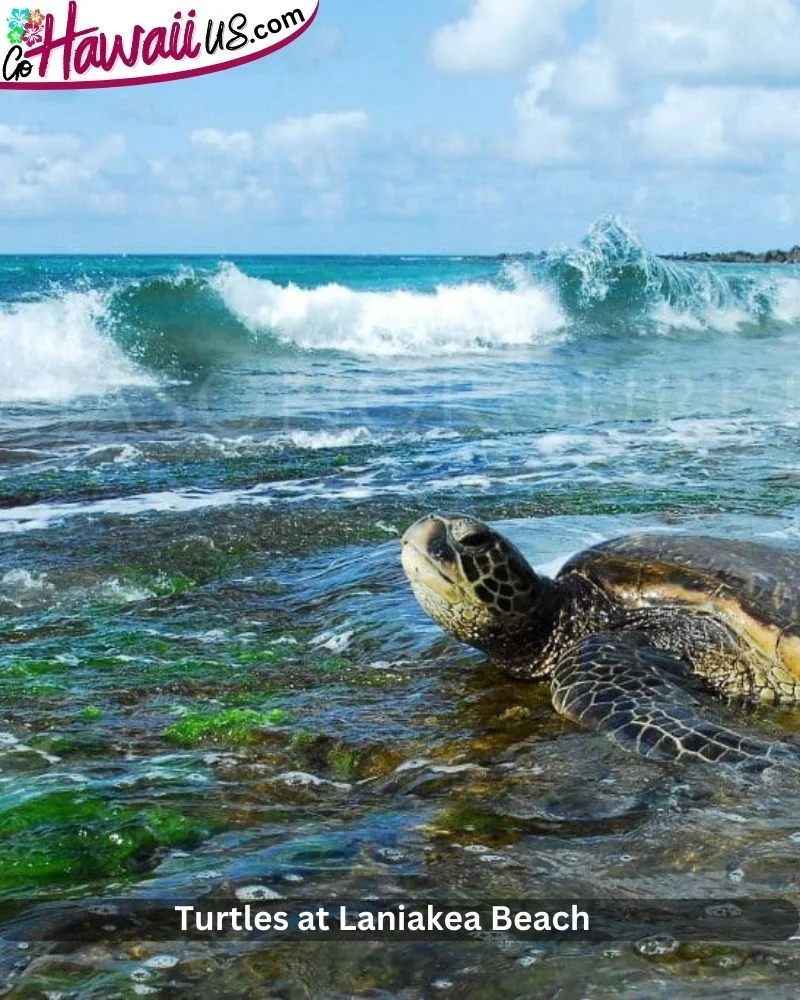 Turtles at Laniakea Beach