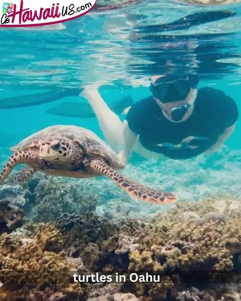  turtles in Oahu