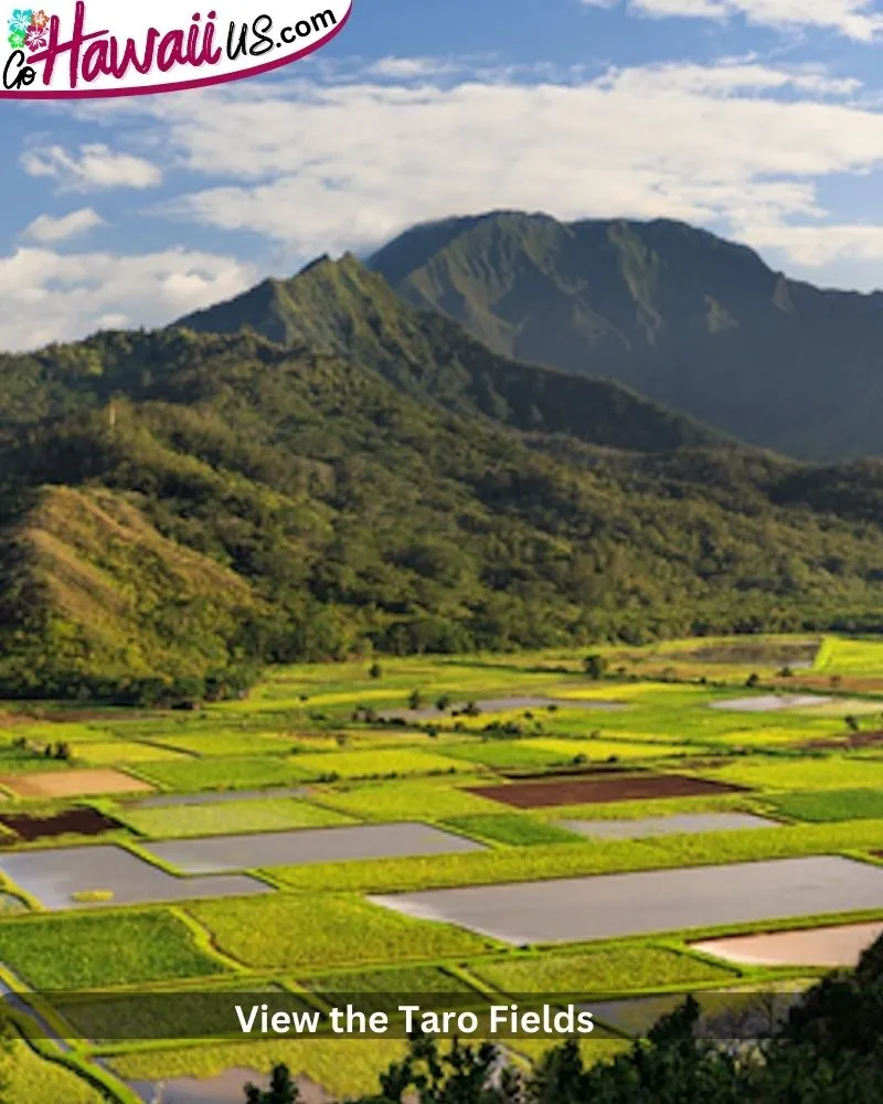 View the Taro Fields