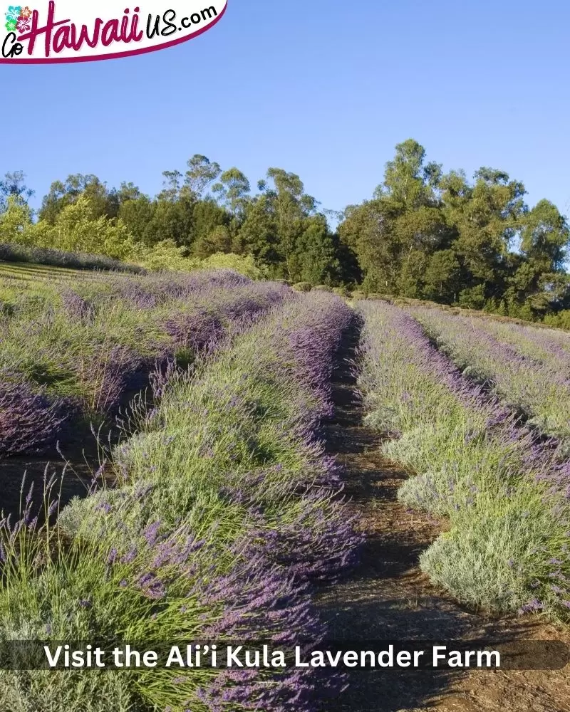 Visit the Ali’i Kula Lavender Farm