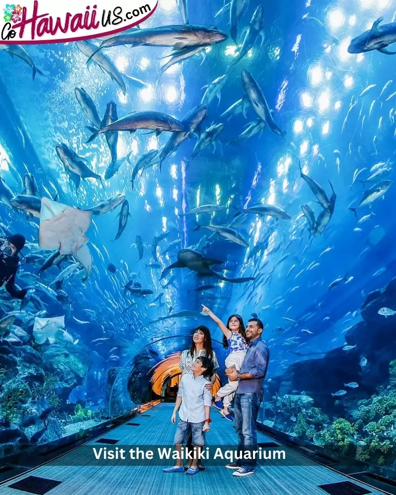 Visit the Waikiki Aquarium