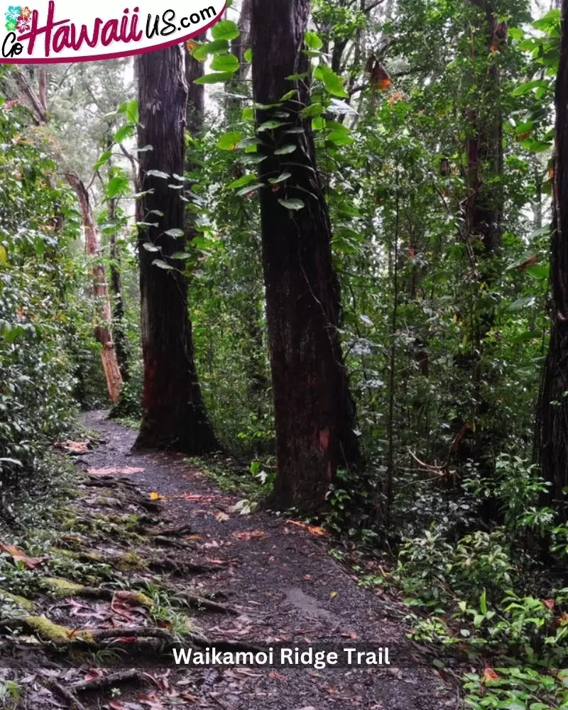 Waikamoi Ridge Trail