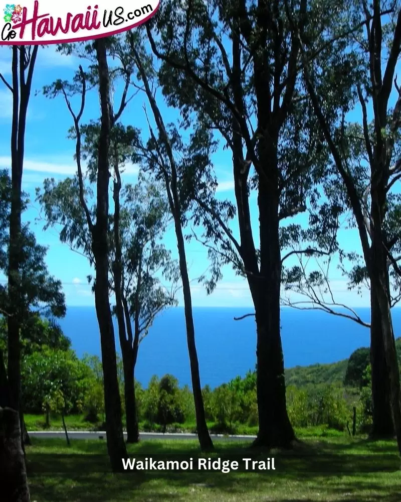 Waikamoi Ridge Trail