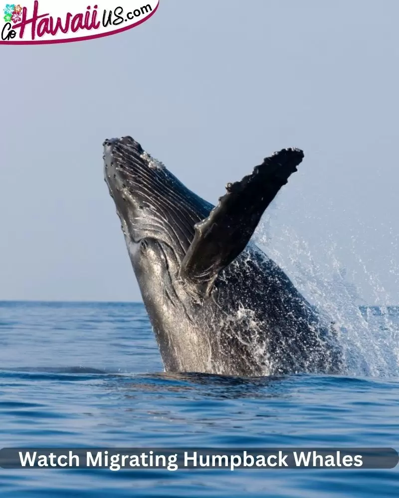 Watch Migrating Humpback Whales