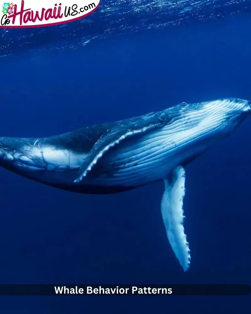 Whale Behavior Patterns