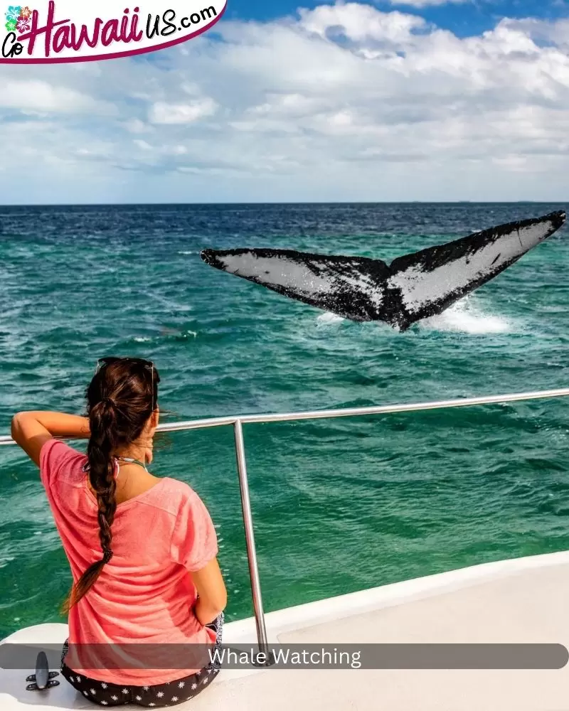 Whale Watching