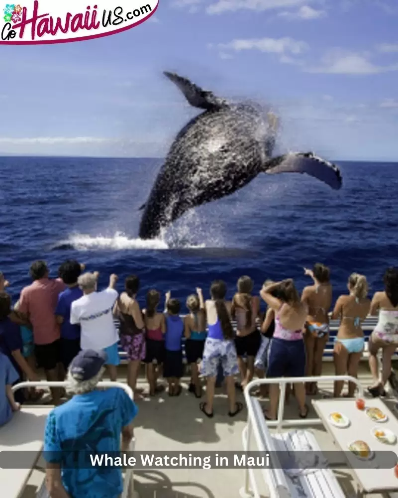 Whale Watching in Maui