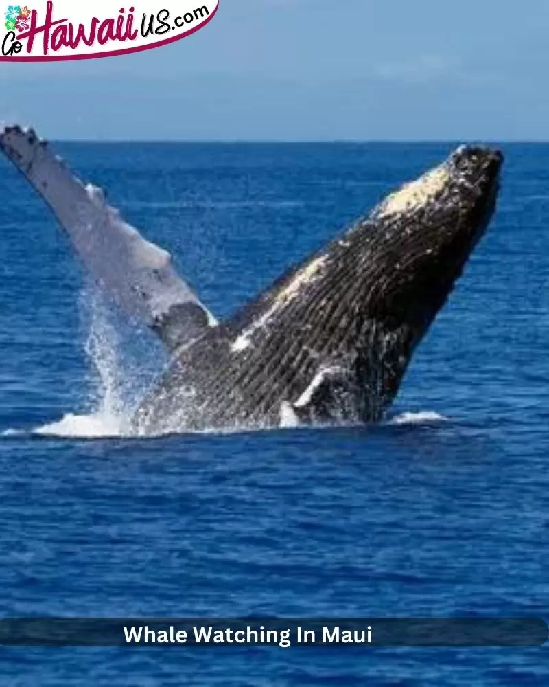 Whale Watching In Maui