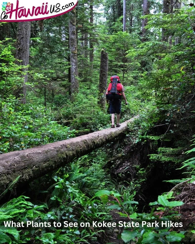 What Plants to See on Kokee State Park Hikes