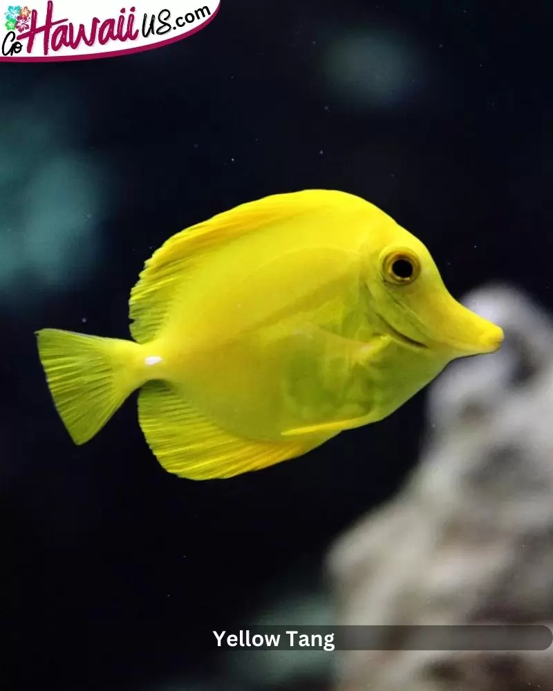 Yellow Tang